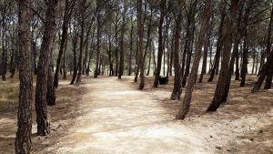 Caminhos Peregrinos - Rumo ao mágico